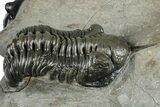 Pair Of Morocconites Trilobites - Ofaten, Morocco #260370-8